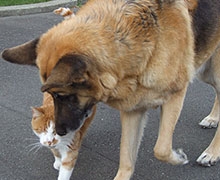 Palmerston North pet-friendly motel