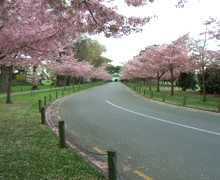 Pavilion Motel & Conference Centre - Palmerston North